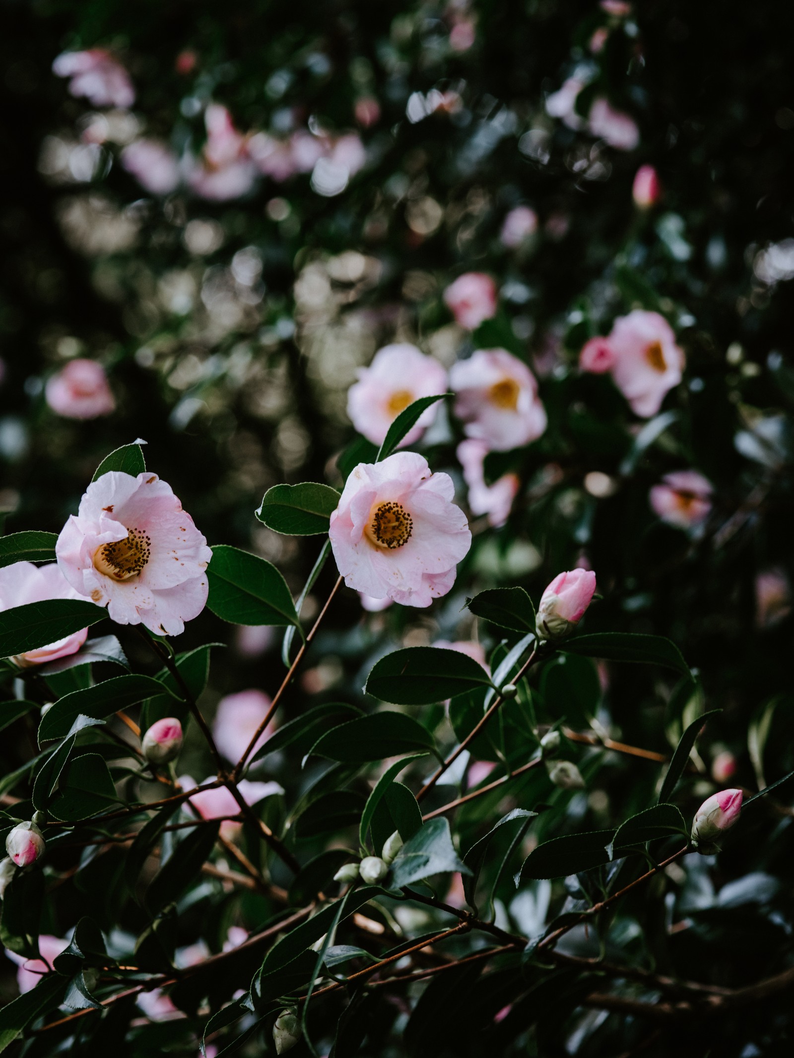 Hay flores rosas que crecen en un árbol (flor, rosa, fábrica, color, botánica)