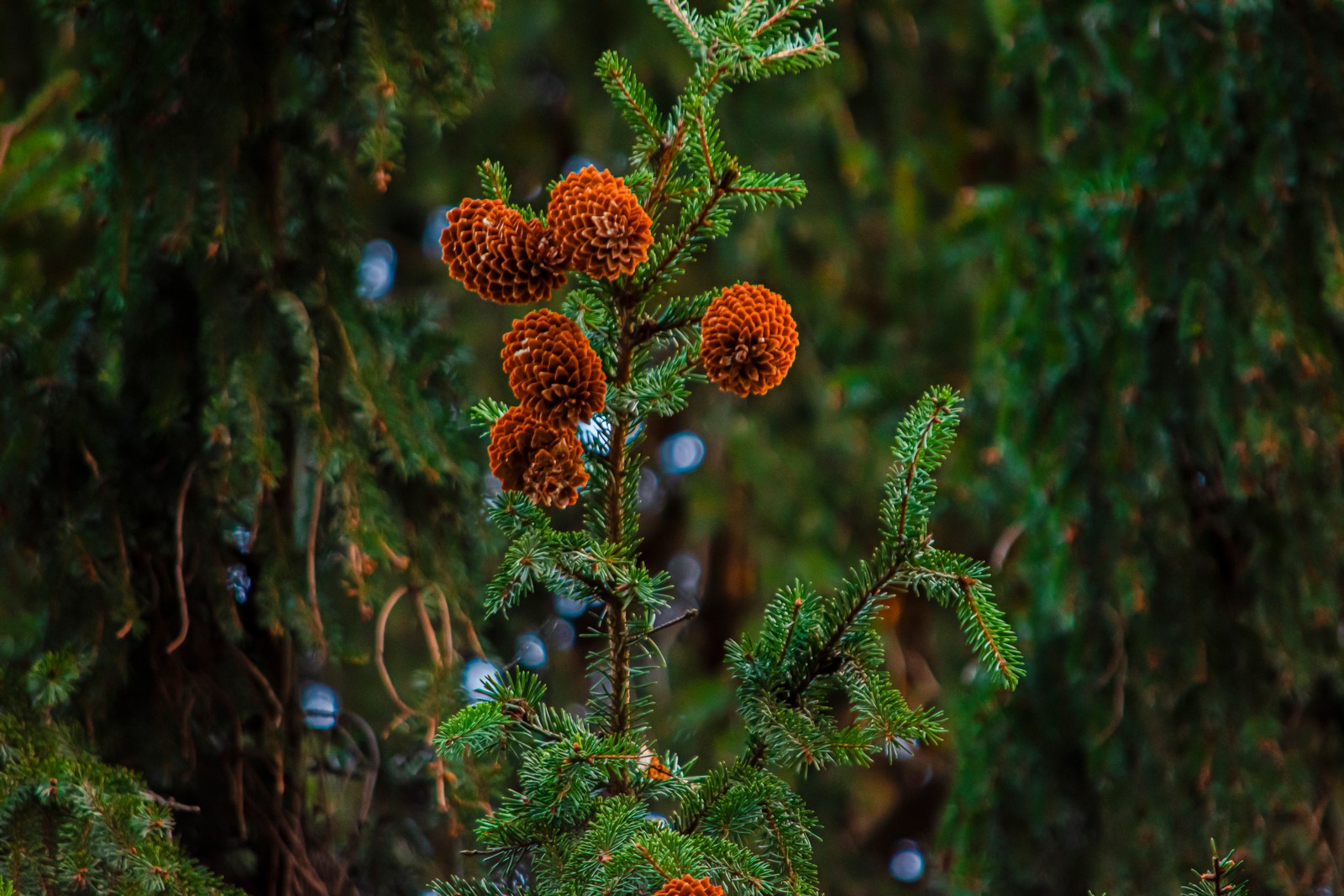 branch, nature, christmas tree, vegetation, biome wallpaper