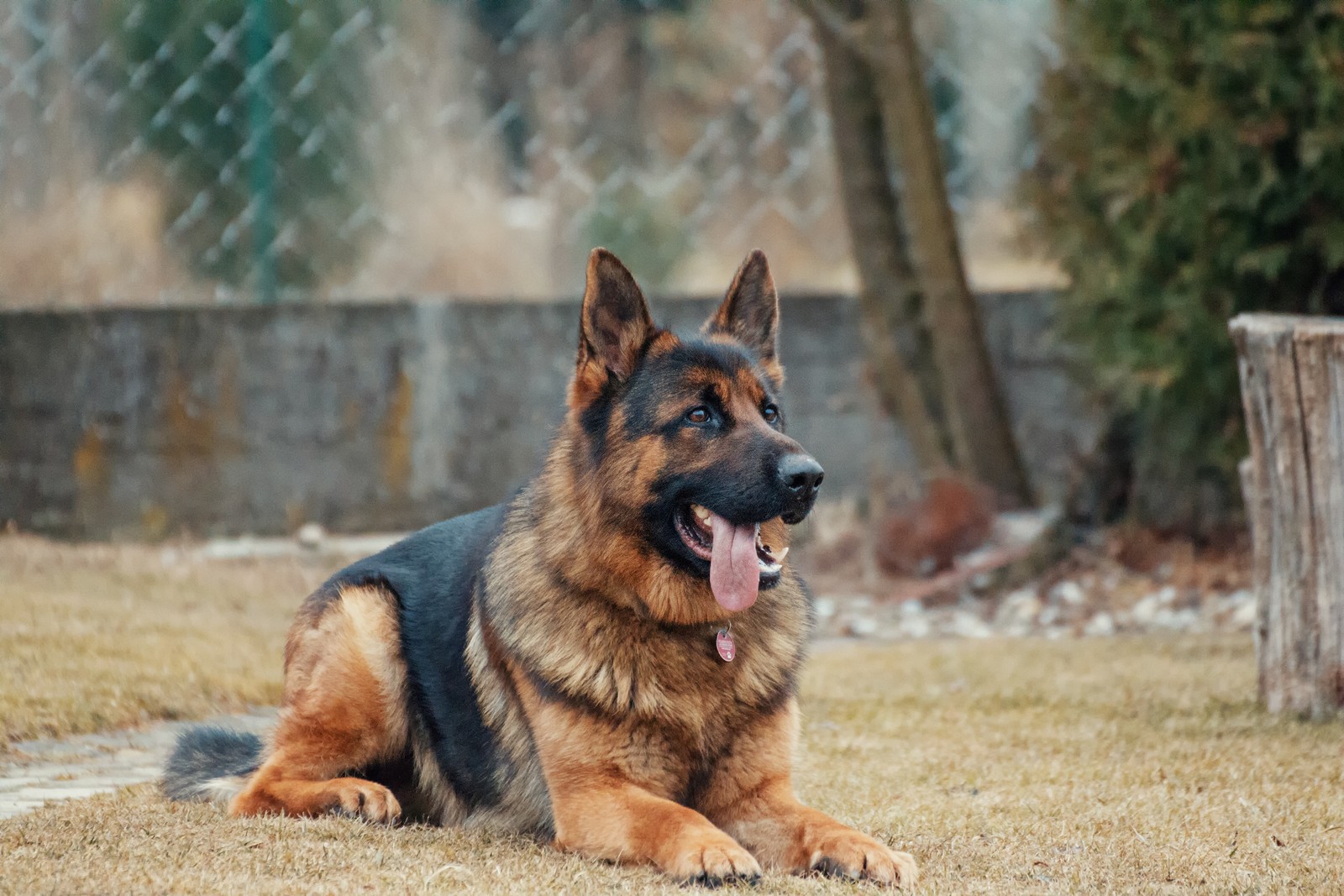 Hay un perro que está acostado en la hierba (raza de perro, perro pastor alemán viejo, king shepherd, golden retriever, perro lobo de kunming)