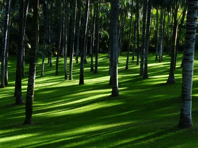 Claro de bosque iluminado por el sol con hierba verde exuberante y árboles altos