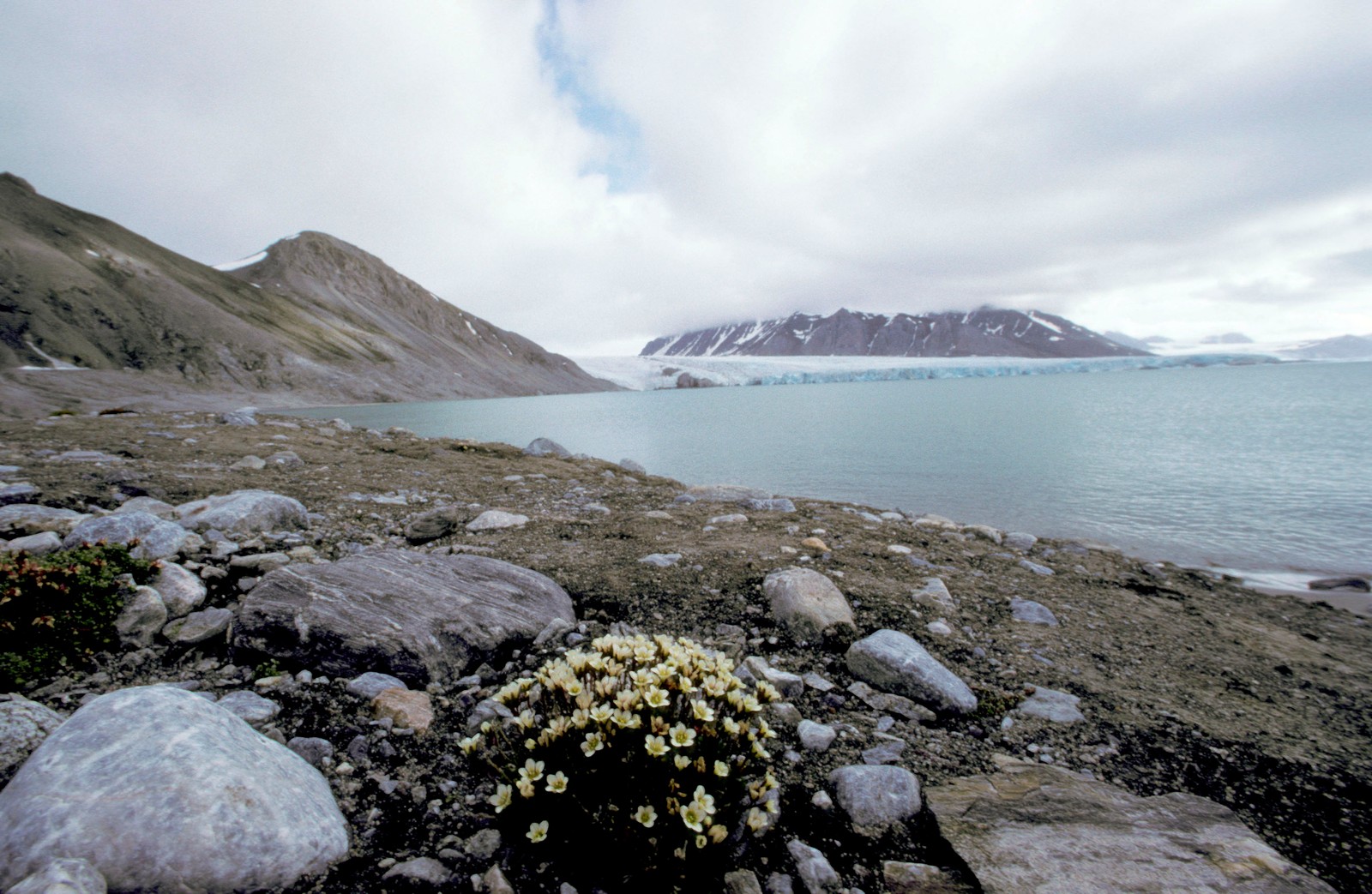 There is a small plant that is growing out of the rocks (loch, fjord, glacial lake, body of water, mountainous landforms)