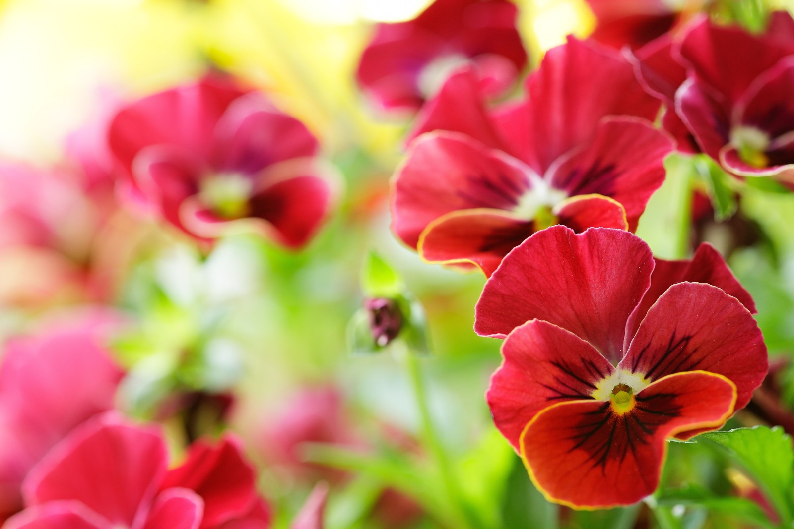 There are many red flowers that are growing in the garden (pansy, flowering plant, petal, plant, pink)