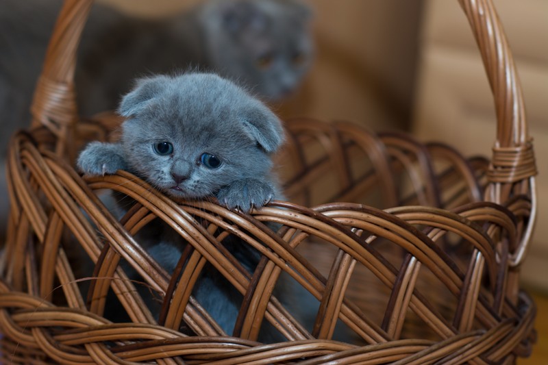 Маленький котенок сидит в корзине на столе (russian blue kitten, кот, brown basket, домашнее животное, кавайный)