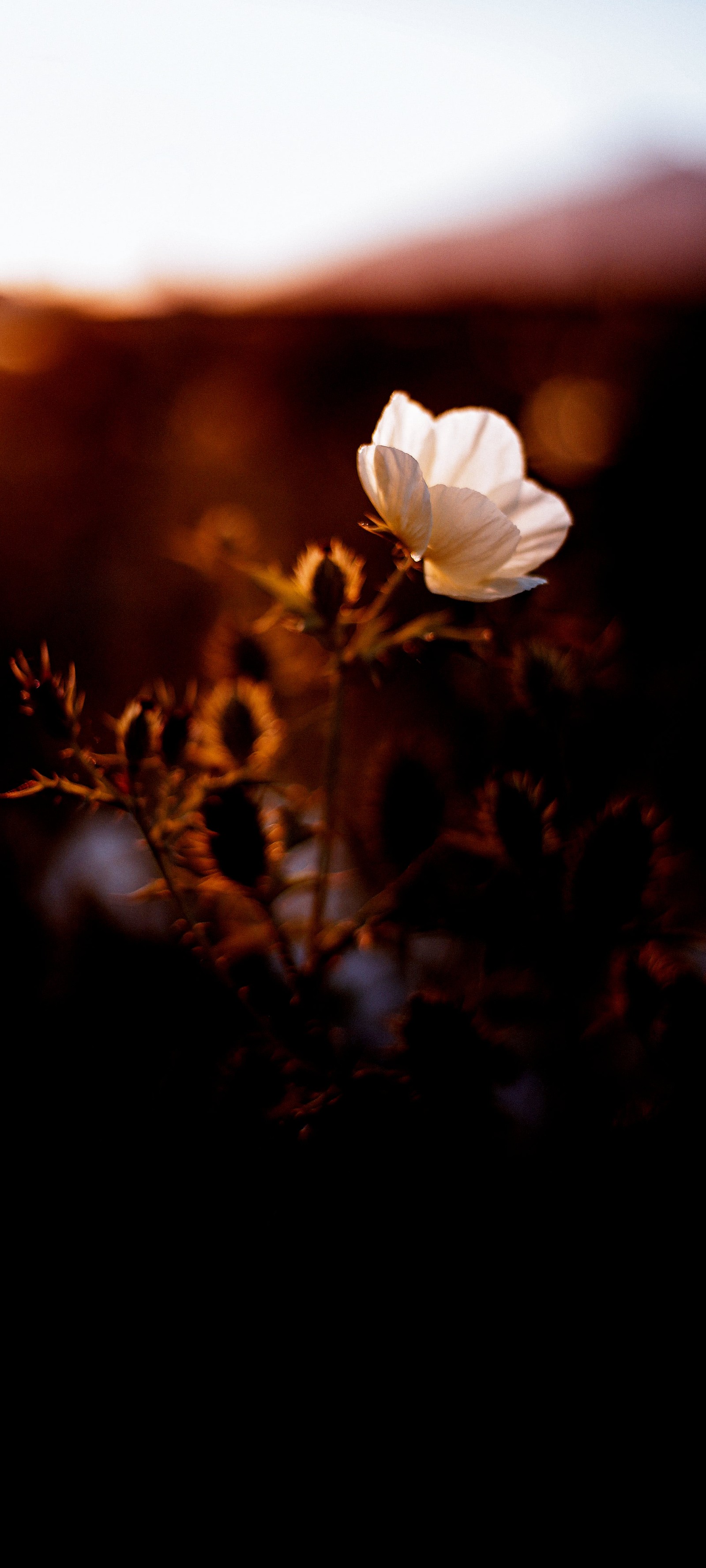 There is a white flower that is in the middle of a field (film poster, poster, night, flower, cloud)