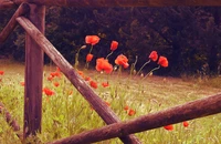 Paysage d'automne avec des coquelicots rouges et une clôture en bois