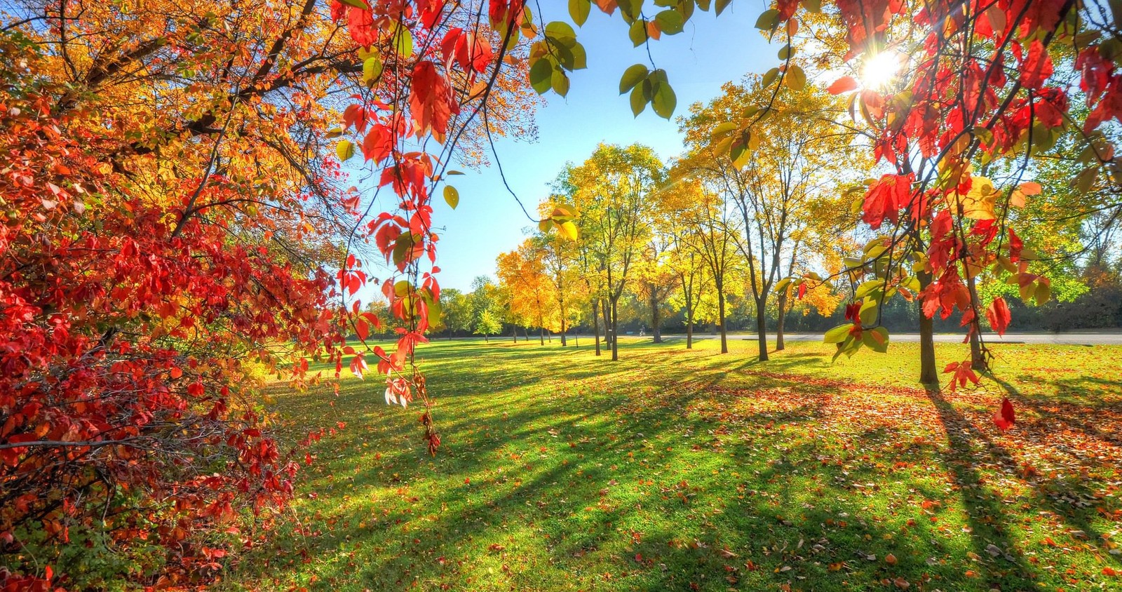 leaf, tree, nature, autumn, branch wallpaper