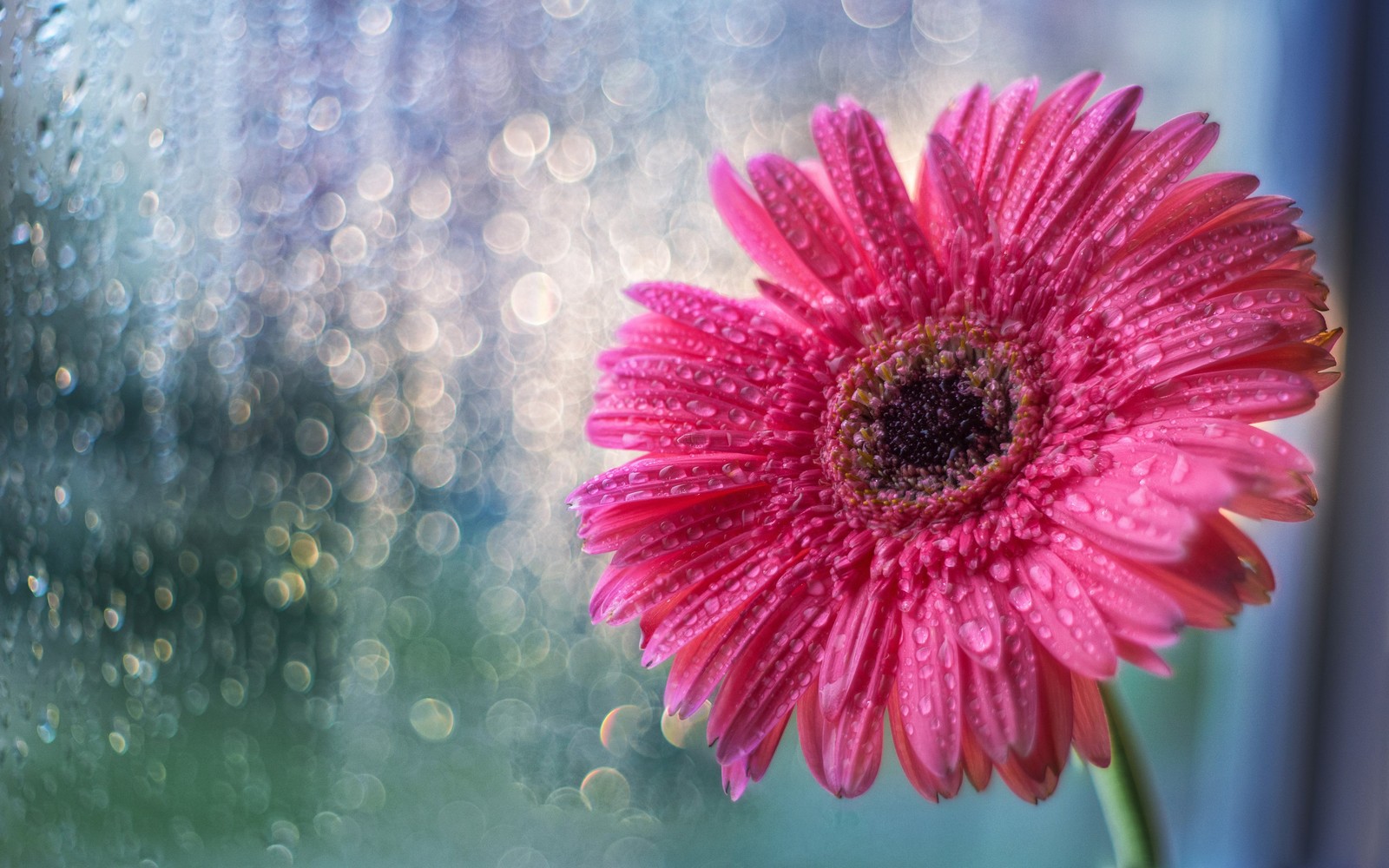 Arabische blume in einer vase mit wassertropfen darauf (blume, pflanze, wasser, blütenblatt, künstliche blume)