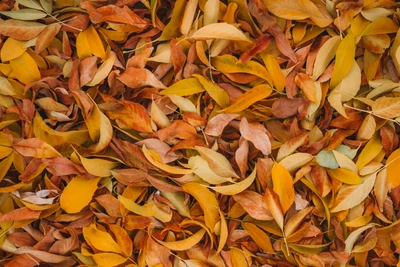 Follaje vibrante de otoño: Un tapiz de hojas marrones y amarillas