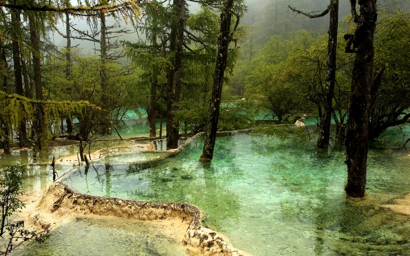 Деревья и вода в лесу с рекой на фоне (природа, заповедник, вода, растительность, водопад)