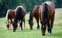 Groupe de chevaux paissant dans un pâturage luxuriant