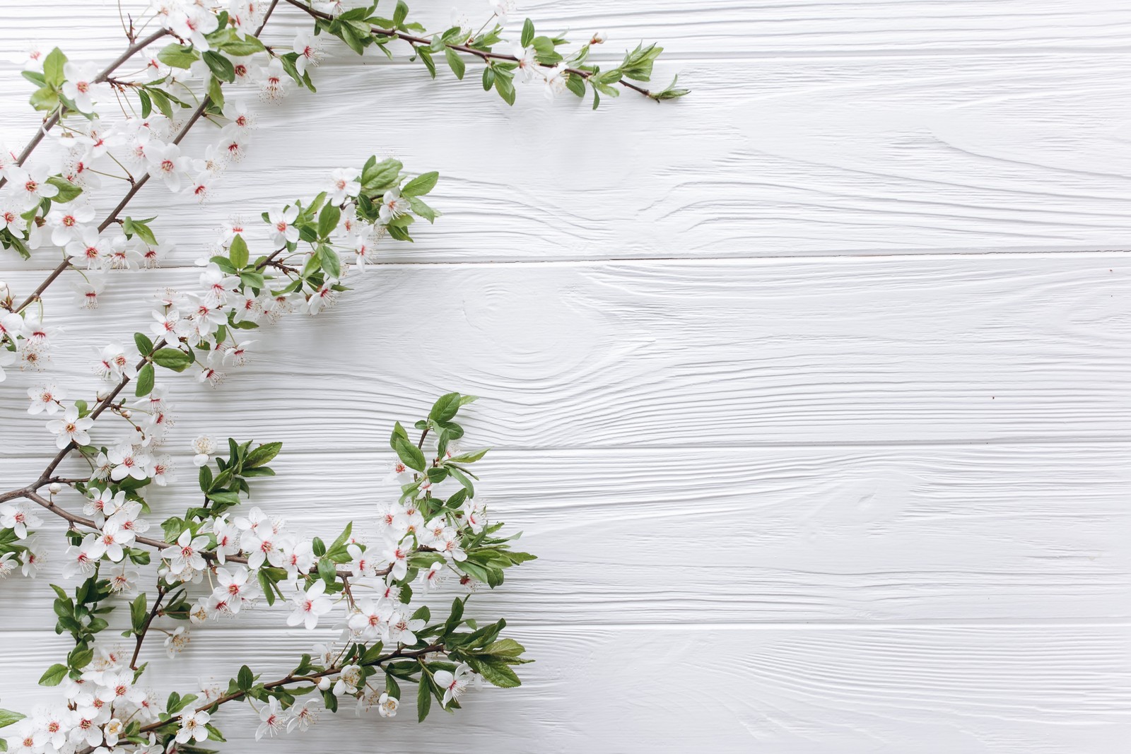 flower, white, plant, twig, wood wallpaper