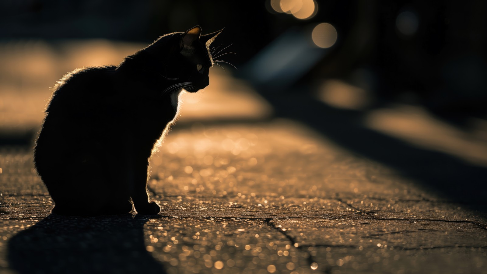 Há um gato preto sentado na calçada à noite (preto, gato, animais, sombra)