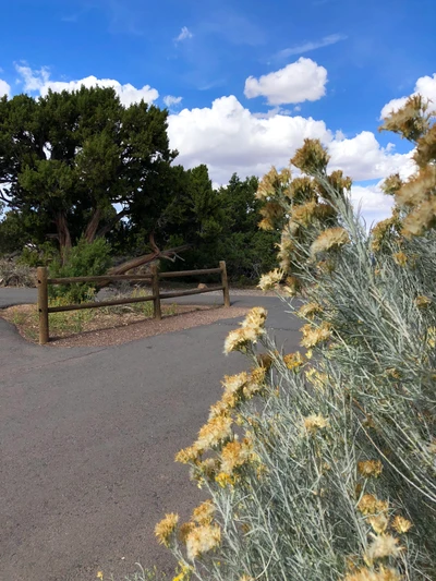 vegetation, shrubland, grasses, branch, plant community