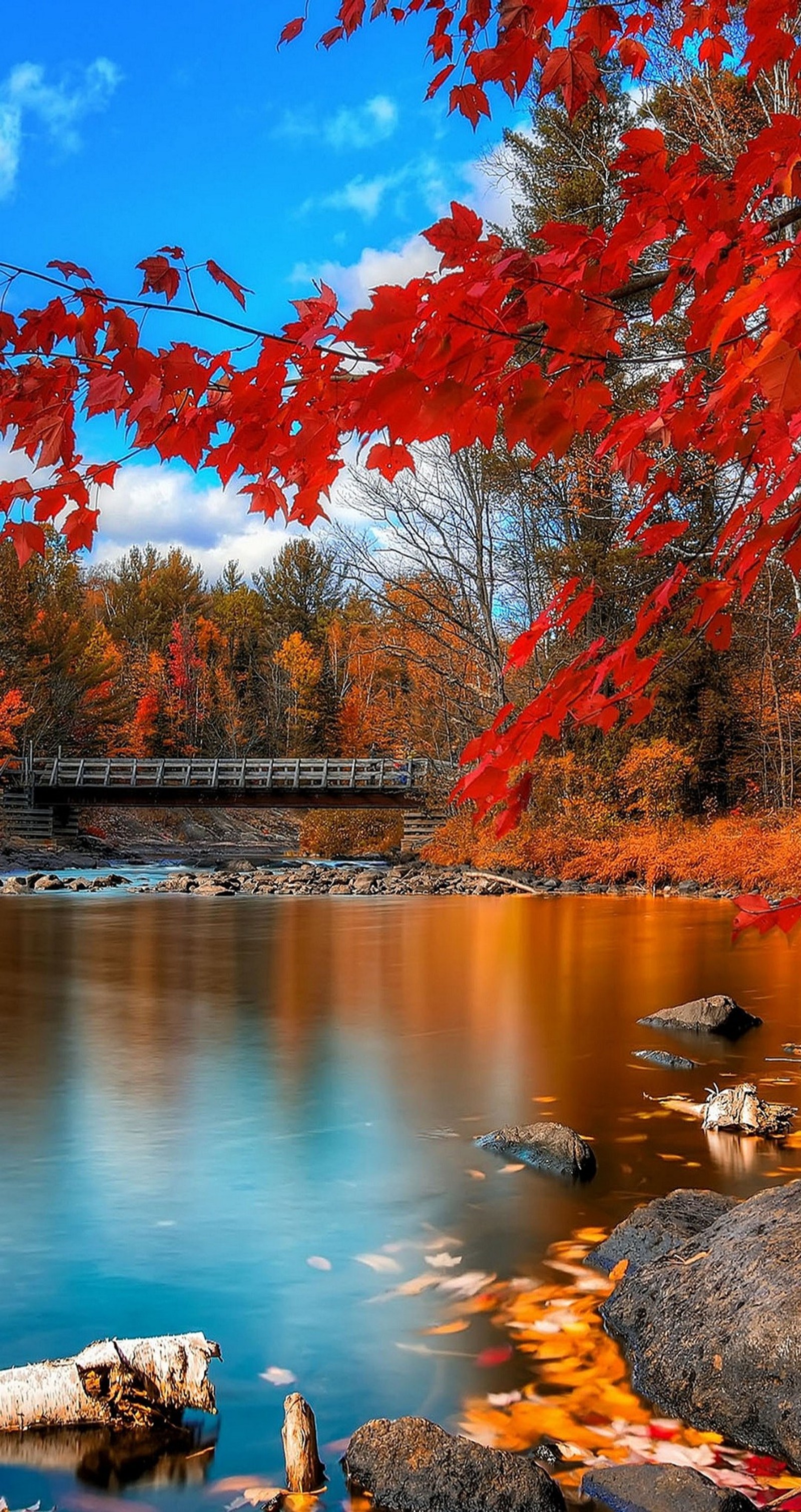 Trees with red leaves are in the foreground and a bridge in the background (autumn, water, cloud, natural landscape, nature)