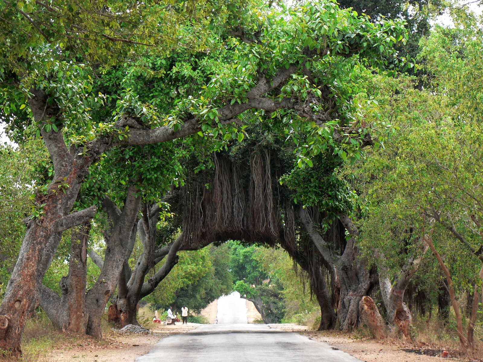 Um túnel de araucárias no meio da estrada com um cavalo ao longe (árvore, planta lenhosa, ramo, vegetação, planta)