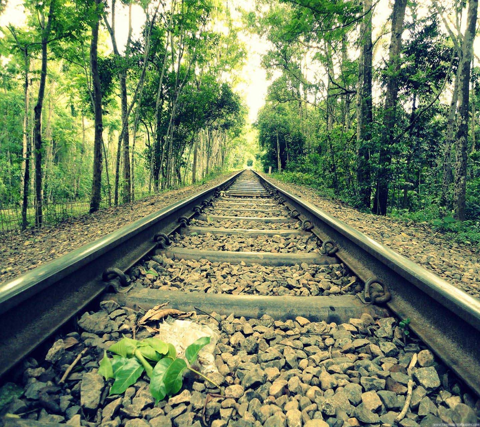 Um close-up de um trilho de trem no meio de uma floresta (2016, incrível, amor)