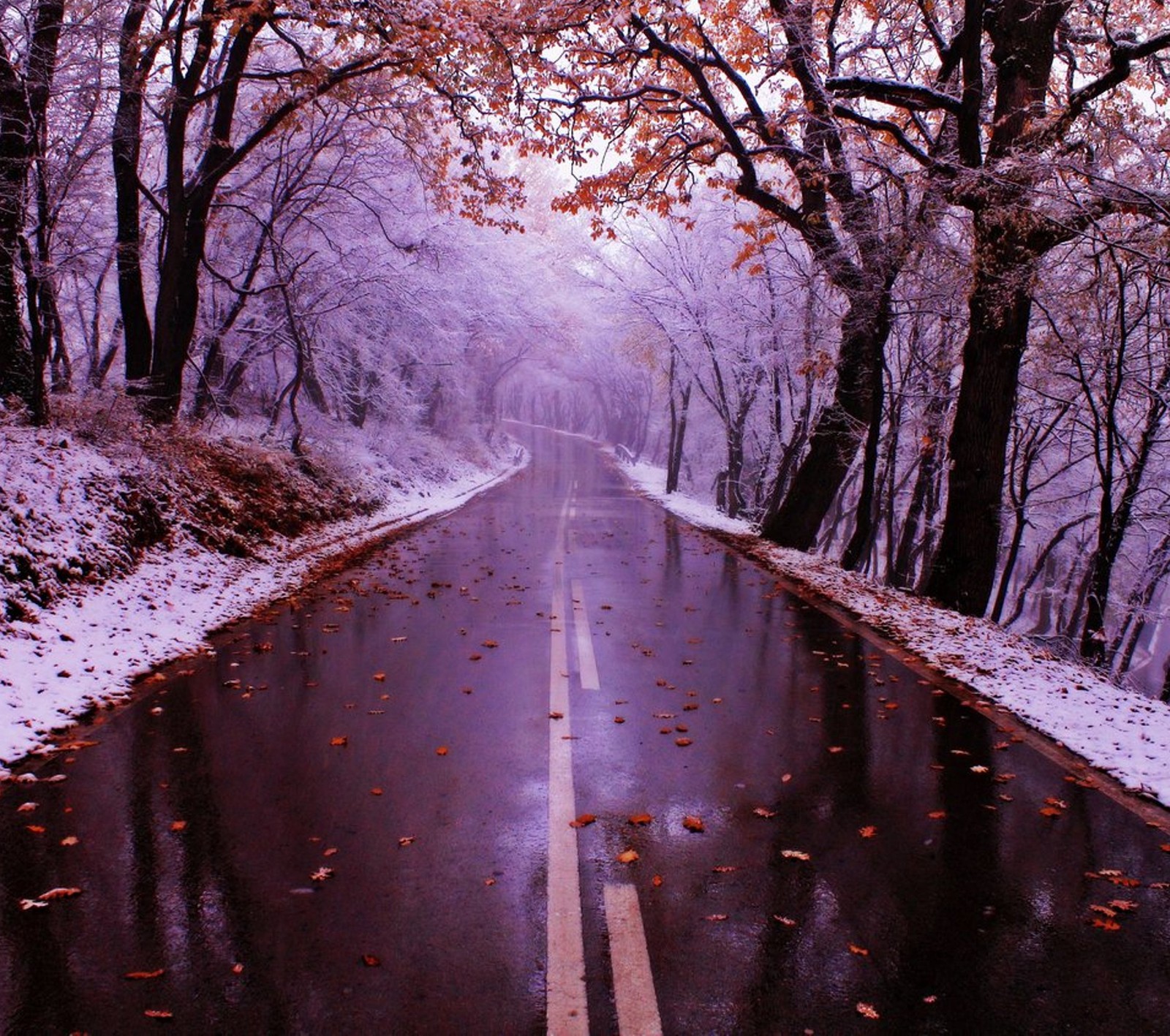 Une route avec des arbres et des feuilles de chaque côté et une rangée d'arbres de l'autre côté (nature, route, hiver)