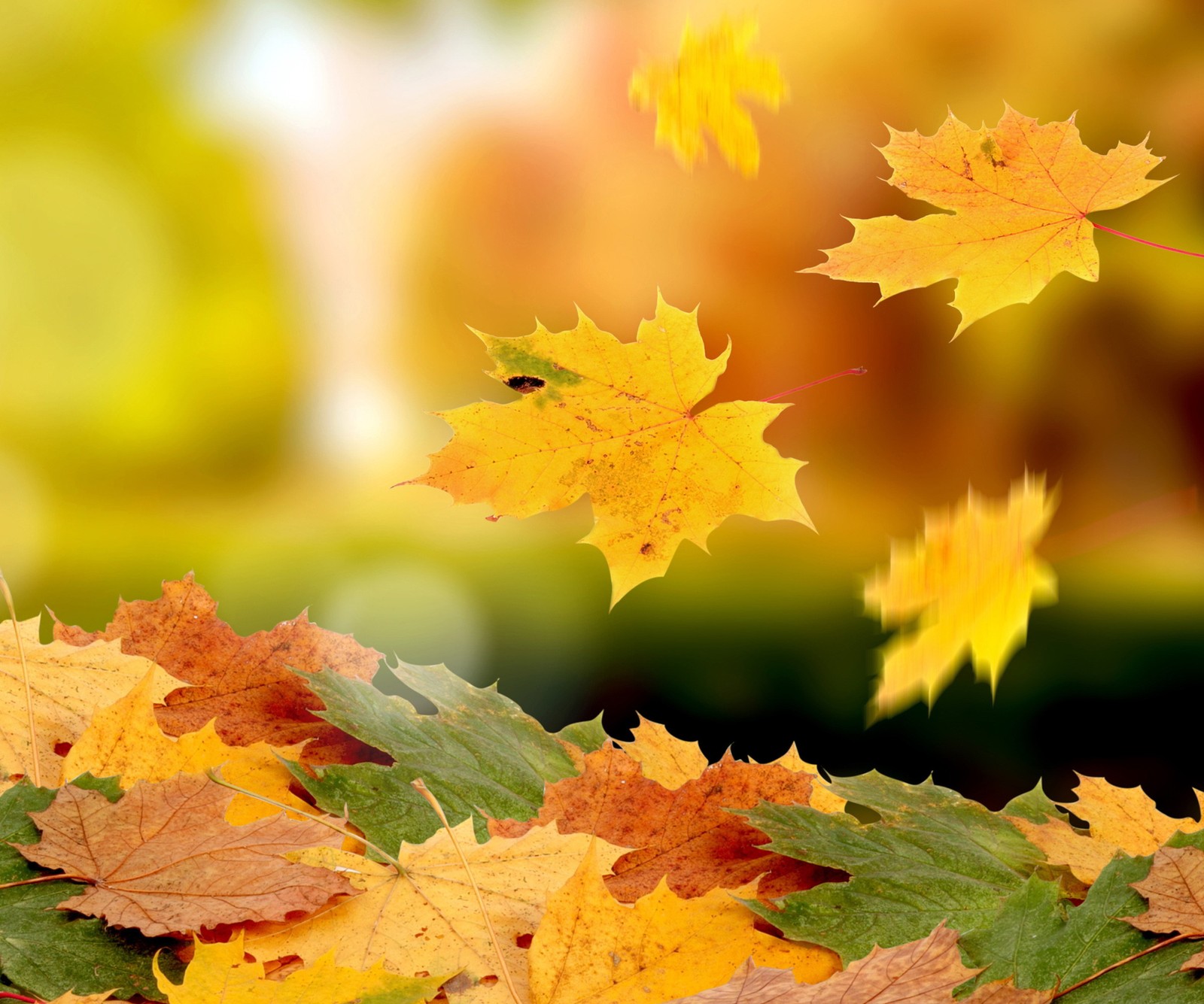 A close up of a bunch of leaves flying in the air (leaves, nice)