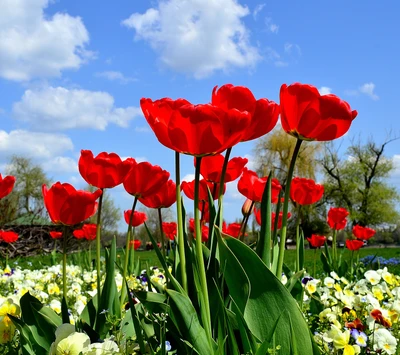 Tulipanes rojos vibrantes en flor bajo un brillante cielo de primavera