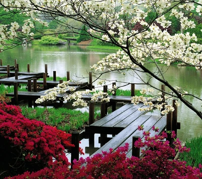 Tranquil Japanese Lake with Blossoming Trees and Scenic Dock