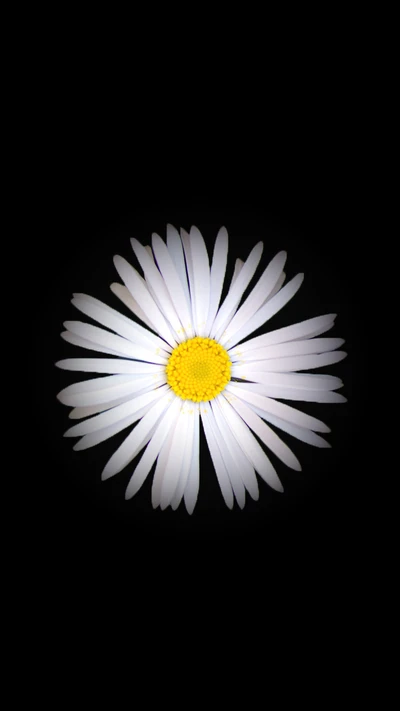 Fond noir avec une fleur de marguerite blanche centrée