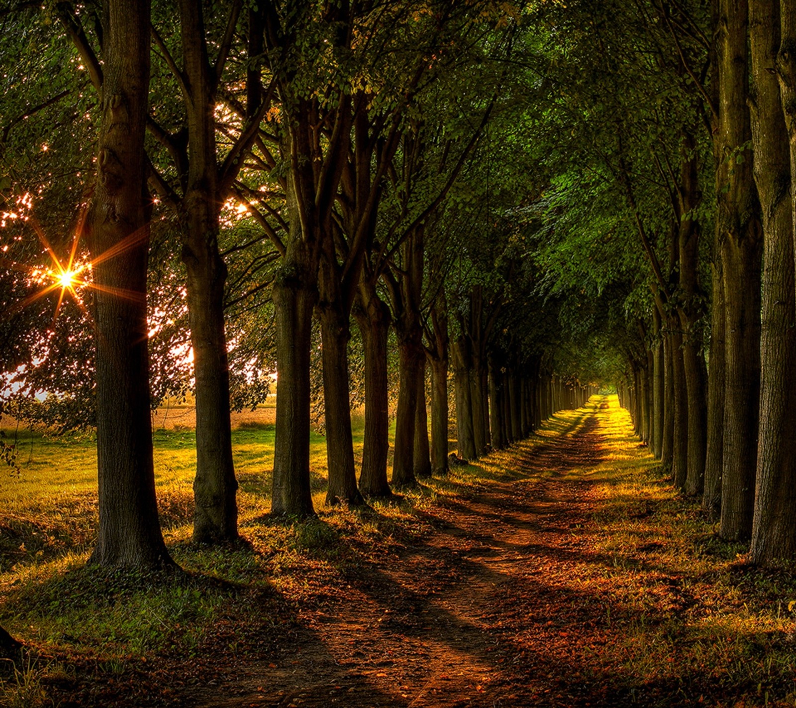 Une vue d'un chemin bordé d'arbres menant au loin (saleté, forêt, paysage, nature, nouveau)