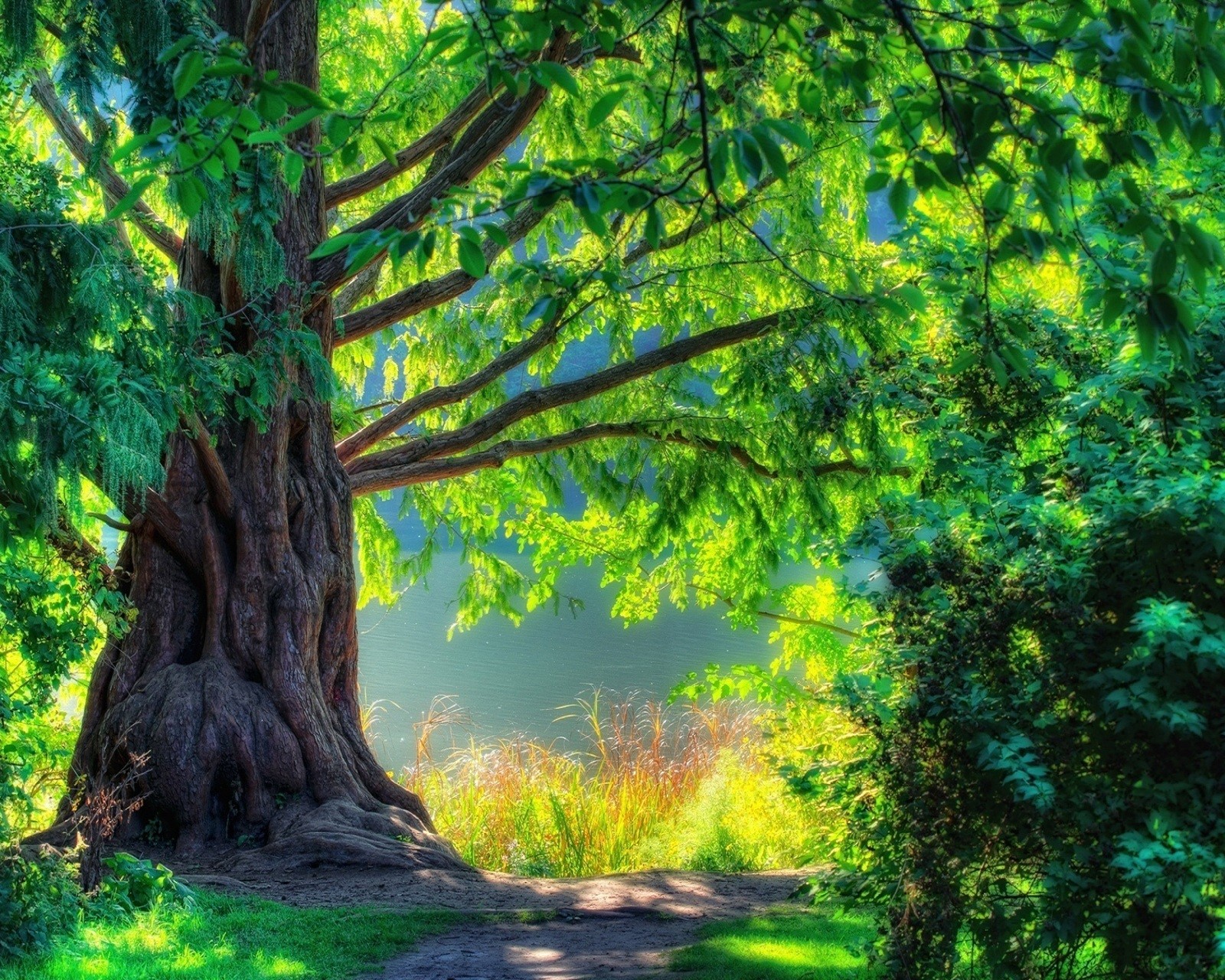 A close up of a tree with a path in the middle of it (green, nature)