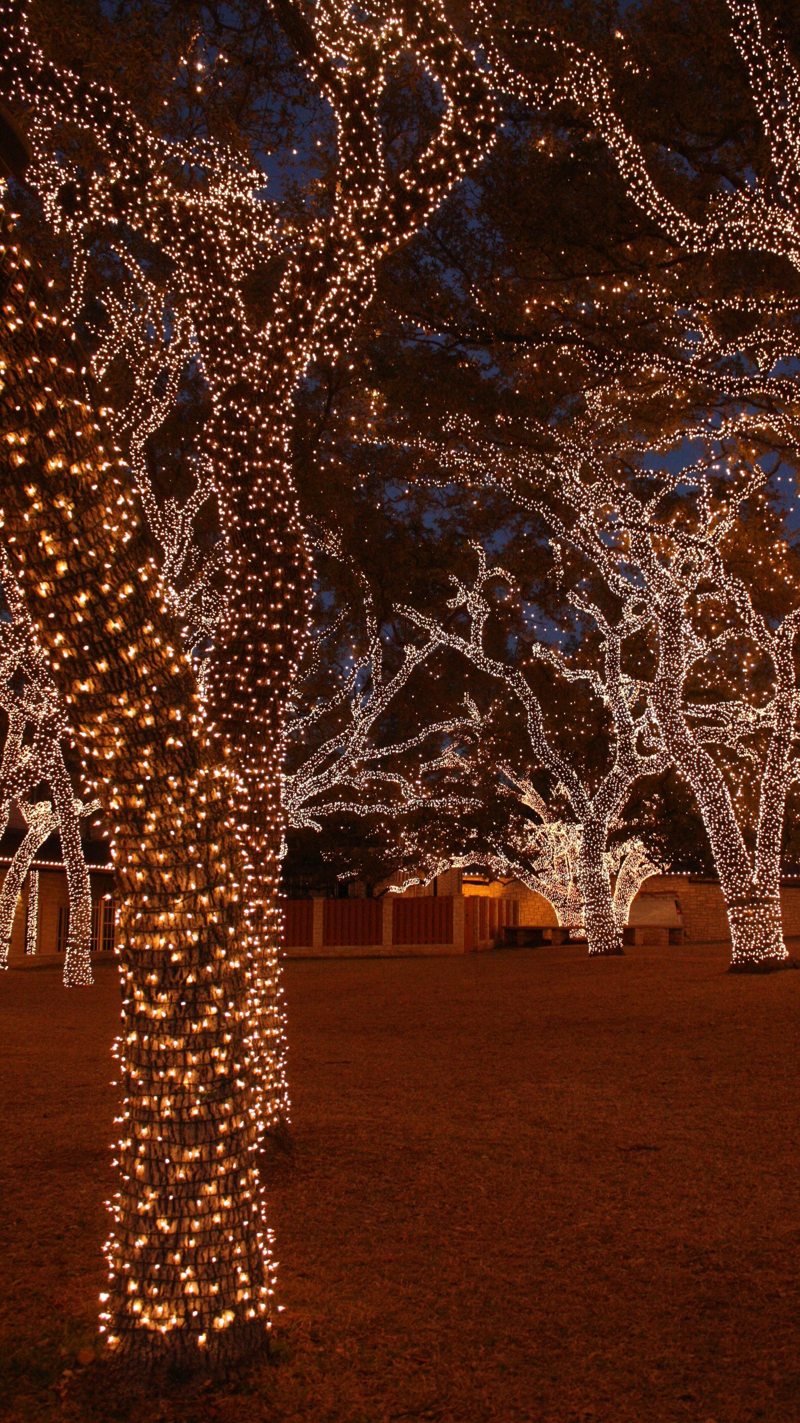 Trees covered in lights in a park with a clock tower in the background (beauty, christmas, holiday, light, tree)