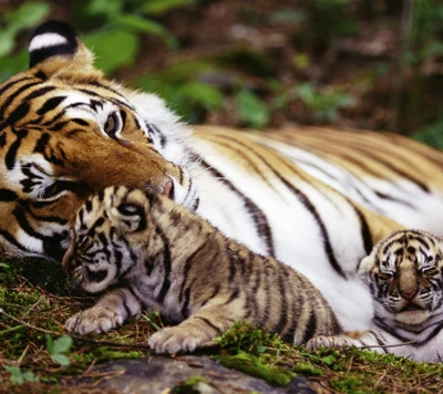 Momentos tiernos: Una madre tigre y su juguetón cachorro