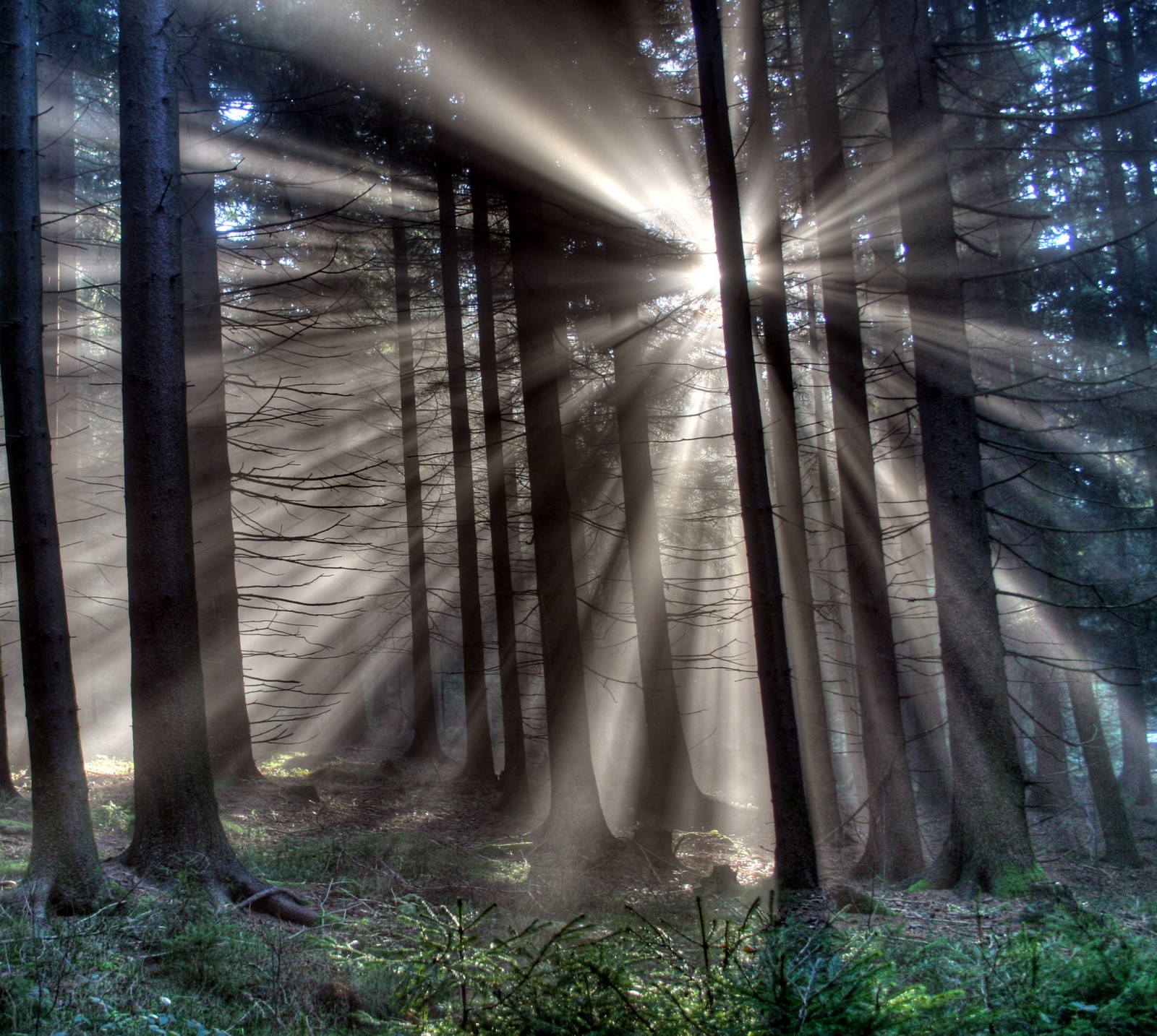 Sunlight shining through the trees in a forest with a bench (forest, nature)