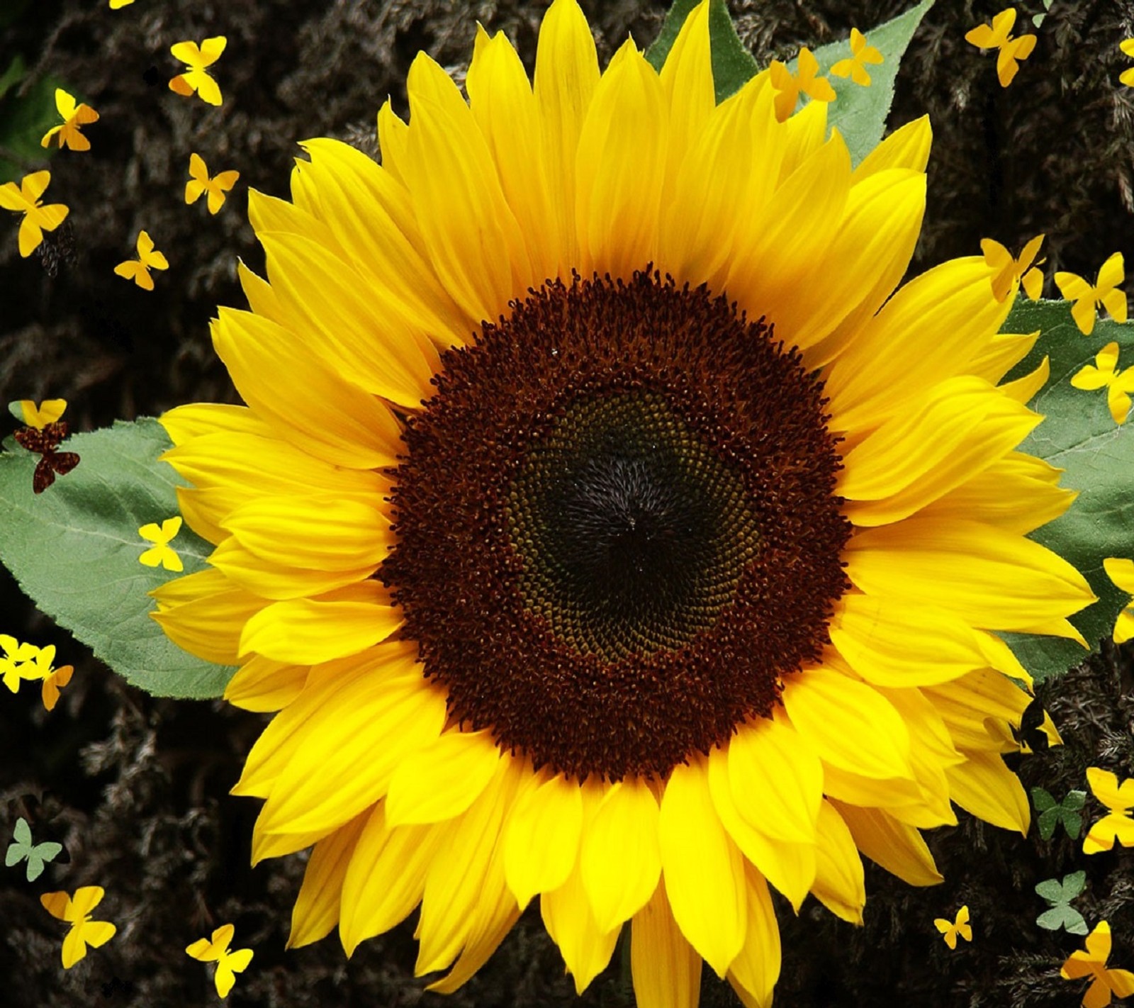 A close up of a sunflower with many yellow flowers in the background (butterflies, butterfly, cute, flower, nice)