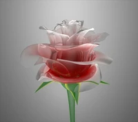 Download nice wallpaper, rose for free