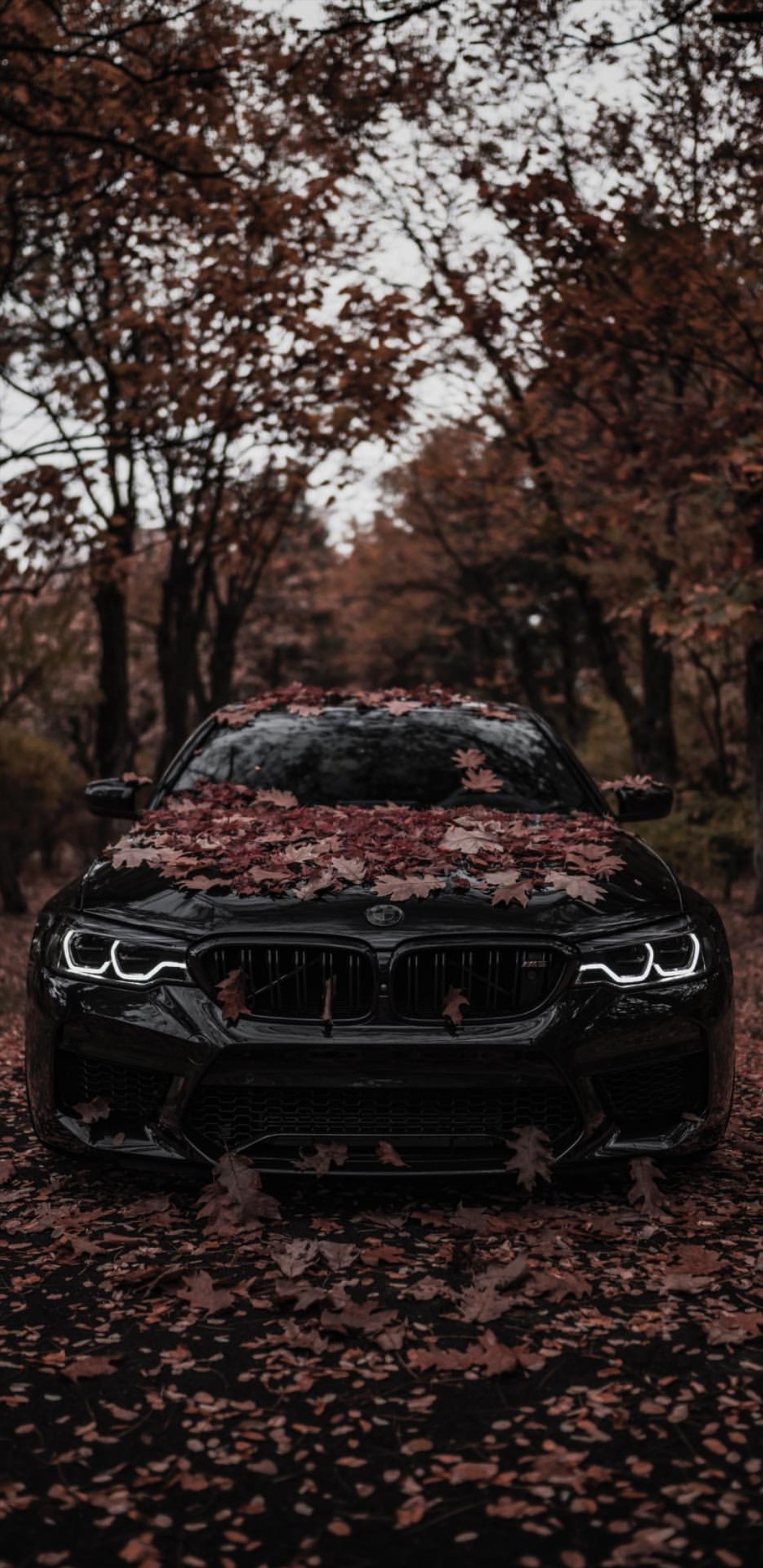 Um carro bmw preto estacionado no meio de uma floresta (besta negra, bmw)