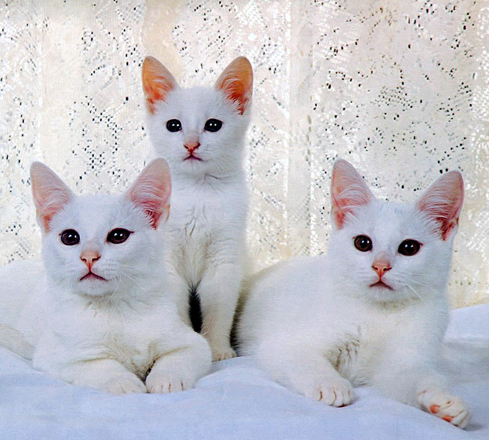 Hay dos gatos blancos sentados juntos en una cama (gatos, blanco)