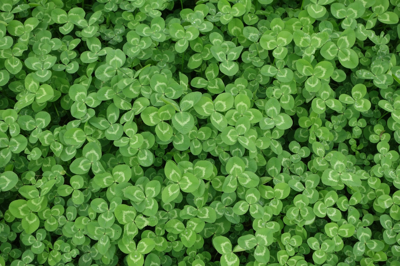 A close up of a bunch of green clovers growing in a field (color, abstract, newyear, newyou, zabstract)