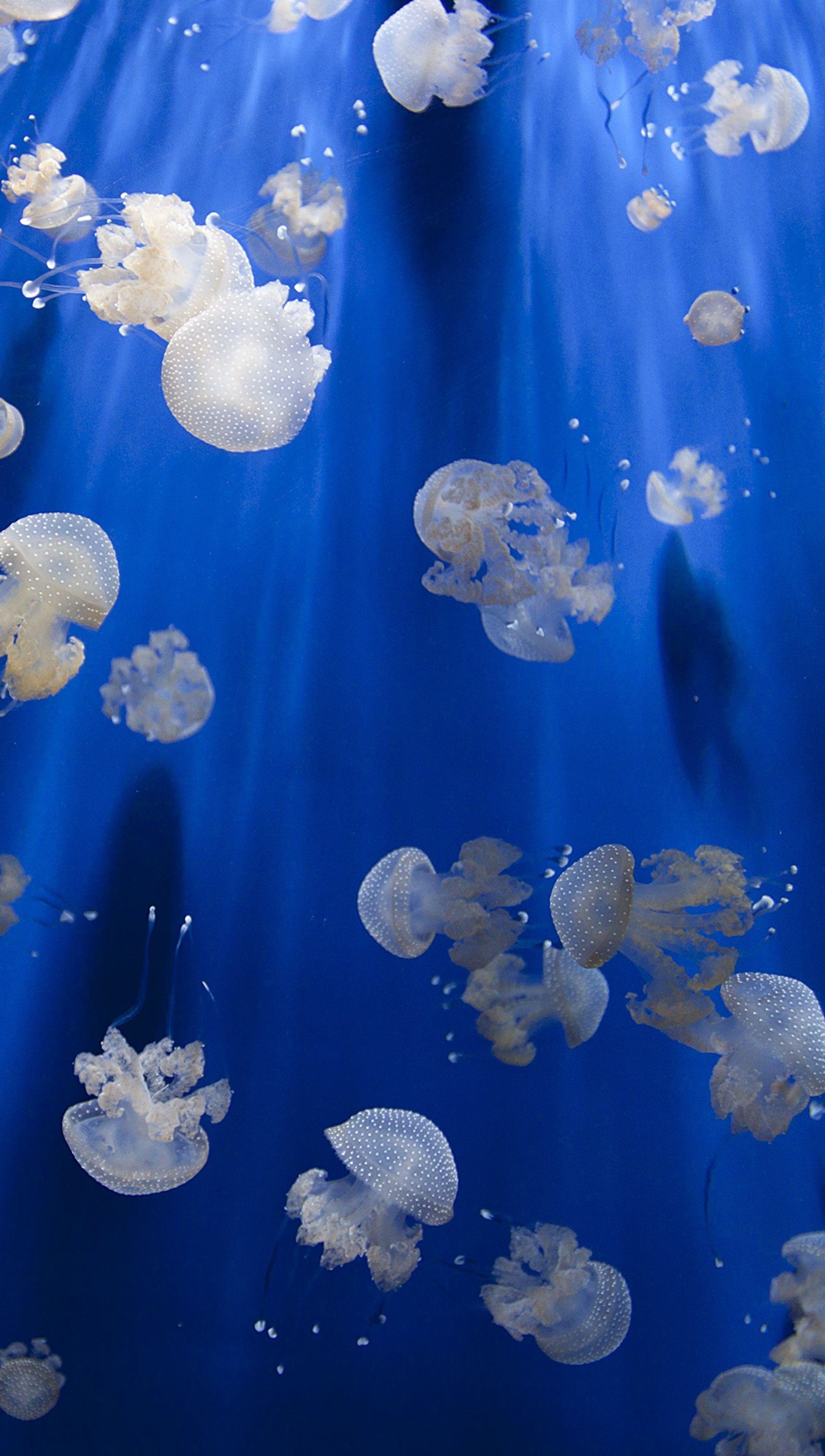 Il y a beaucoup de méduses flottant dans l'eau sur une surface bleue (méduse, océan, eau salée, mer, fenêtres)