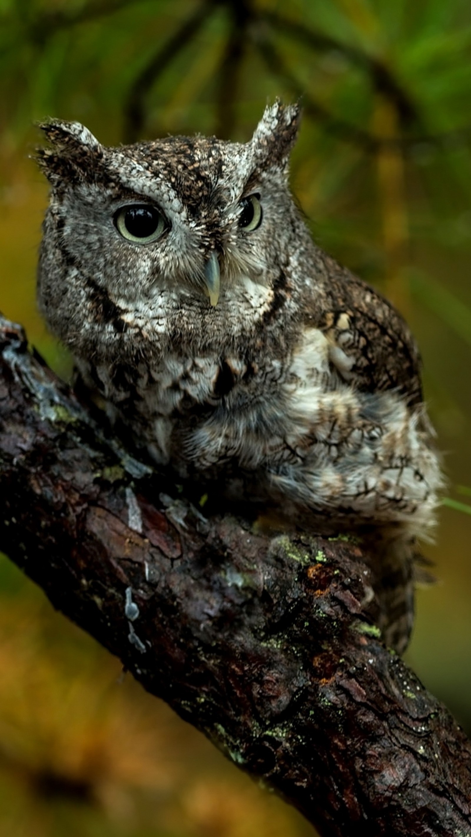 Eine kleine eule sitzt auf einem ast. (vogel, eule, baum)