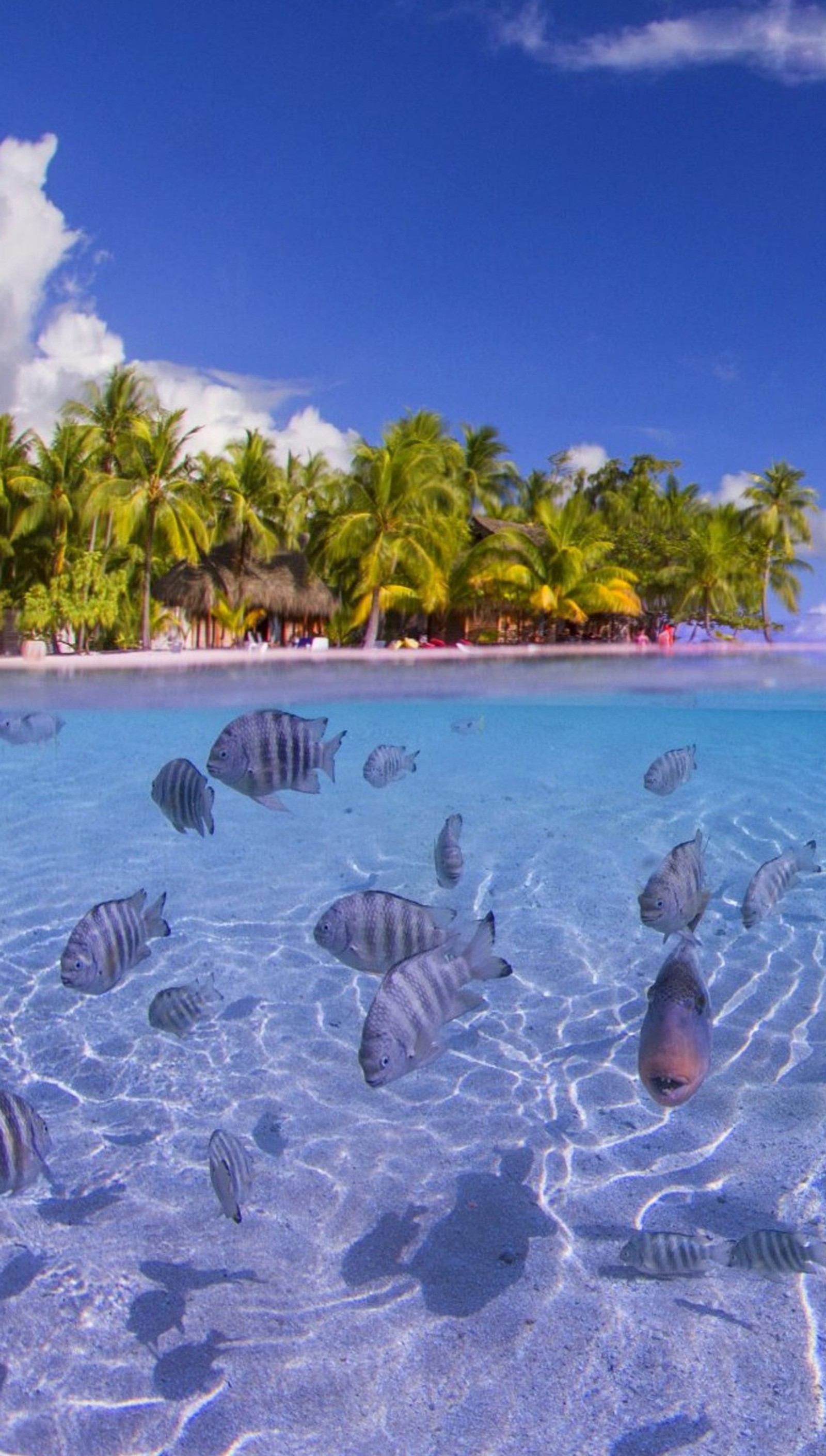 There are many fish swimming in the clear water near a beach (fish, palms, sea, summer)