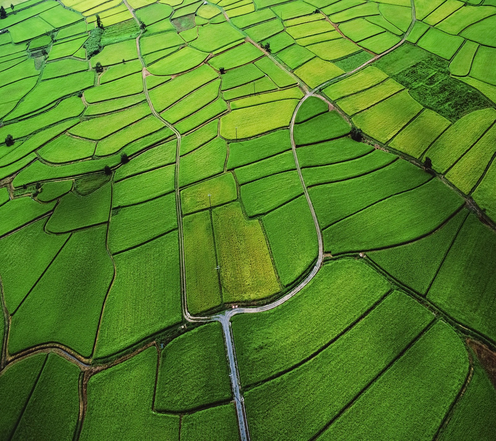 A view of a green field with a road winding through it (aerial, apple, fields, green, mac)