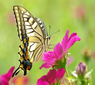 animal, bonito, borboleta, flor, natureza