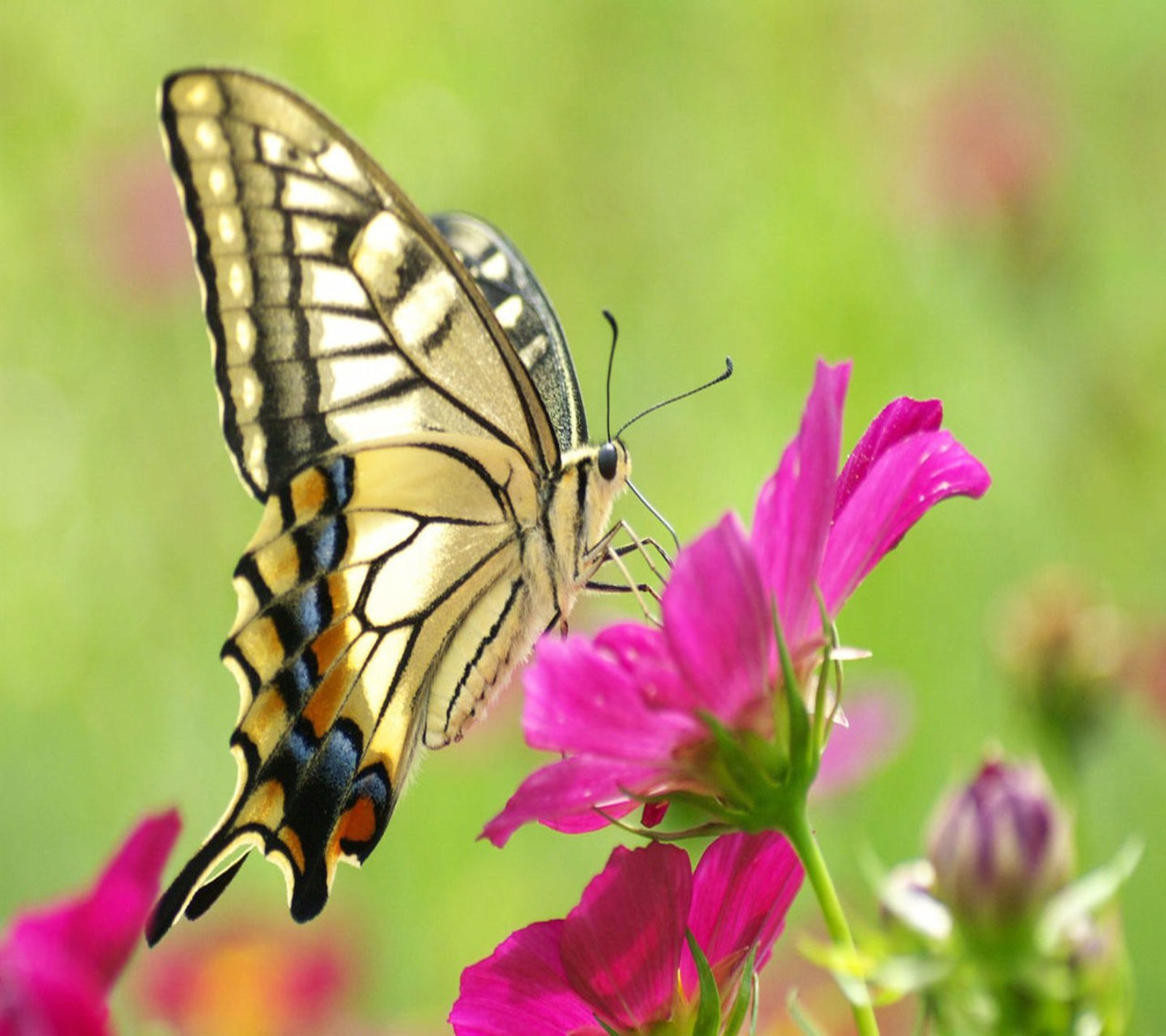 Il y a un papillon qui est assis sur une fleur (animal, beau, papillon, fleur, nature)