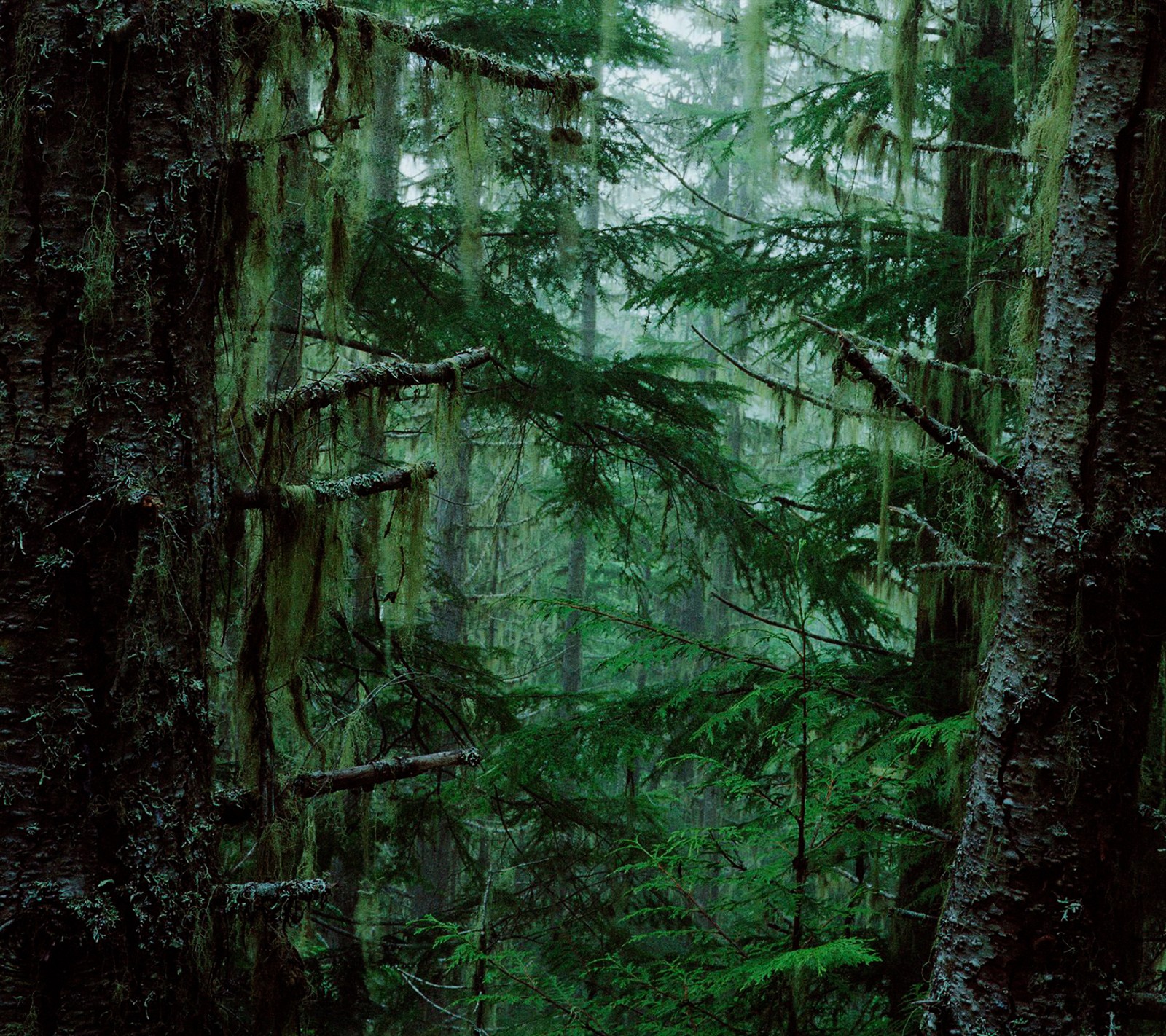 There is a bench in the middle of a forest with moss on it (ancient, cool, dark, forest, mist)