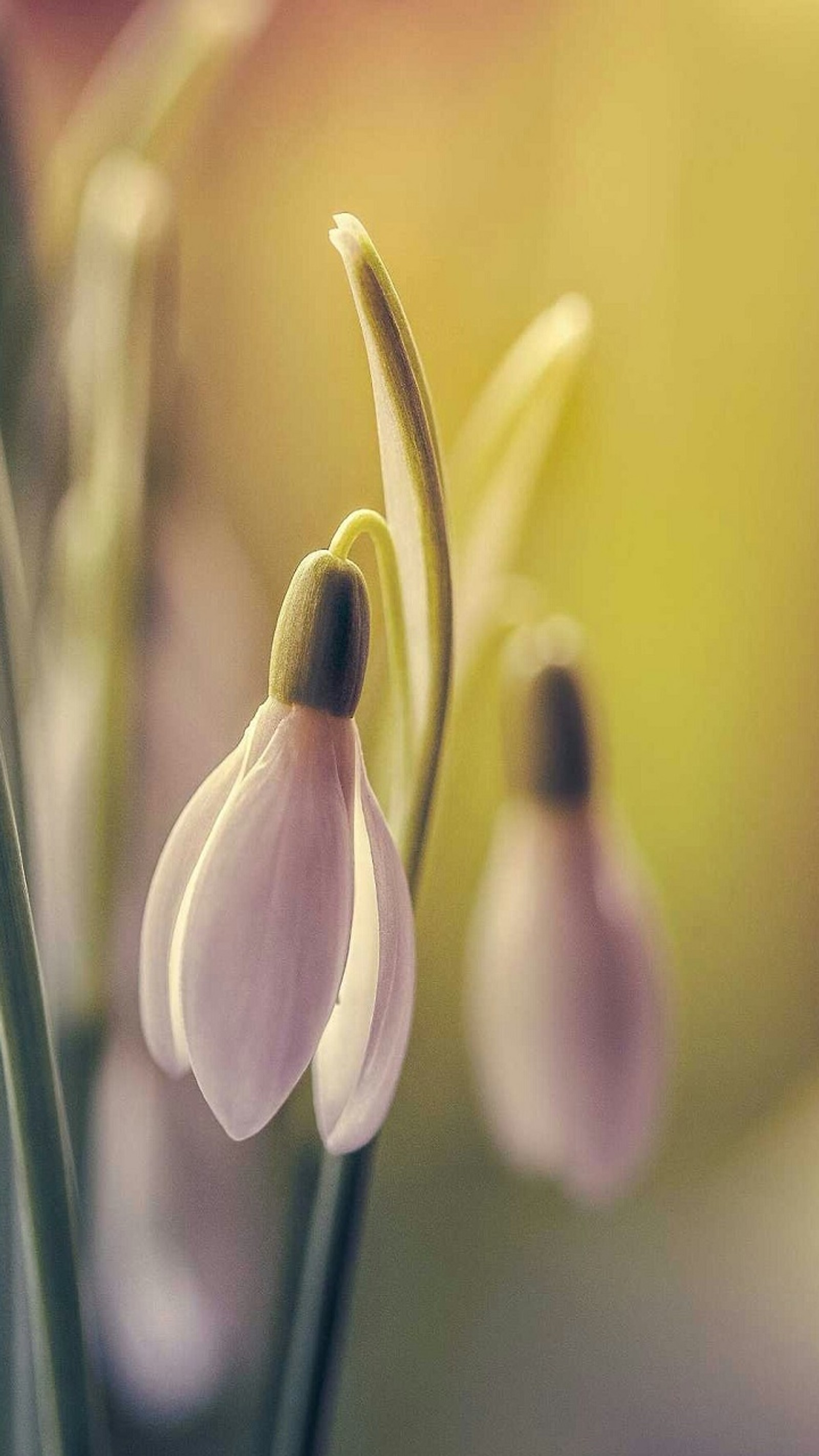 Lade blumen, frühling Hintergrund herunter