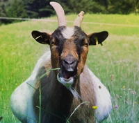 animal, germany, goat, nature wallpaper