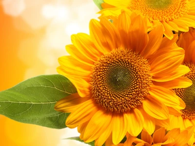 Vibrant Yellow Sunflowers in Bloom