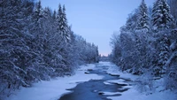 finnland, winter, schnee, baum, natur