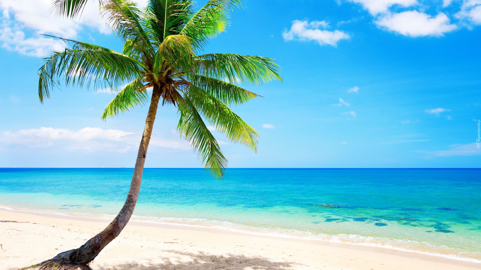 Un palmier sur la plage avec un ciel bleu et de l'eau (plage, mer, la côte, tropiques, palmier)