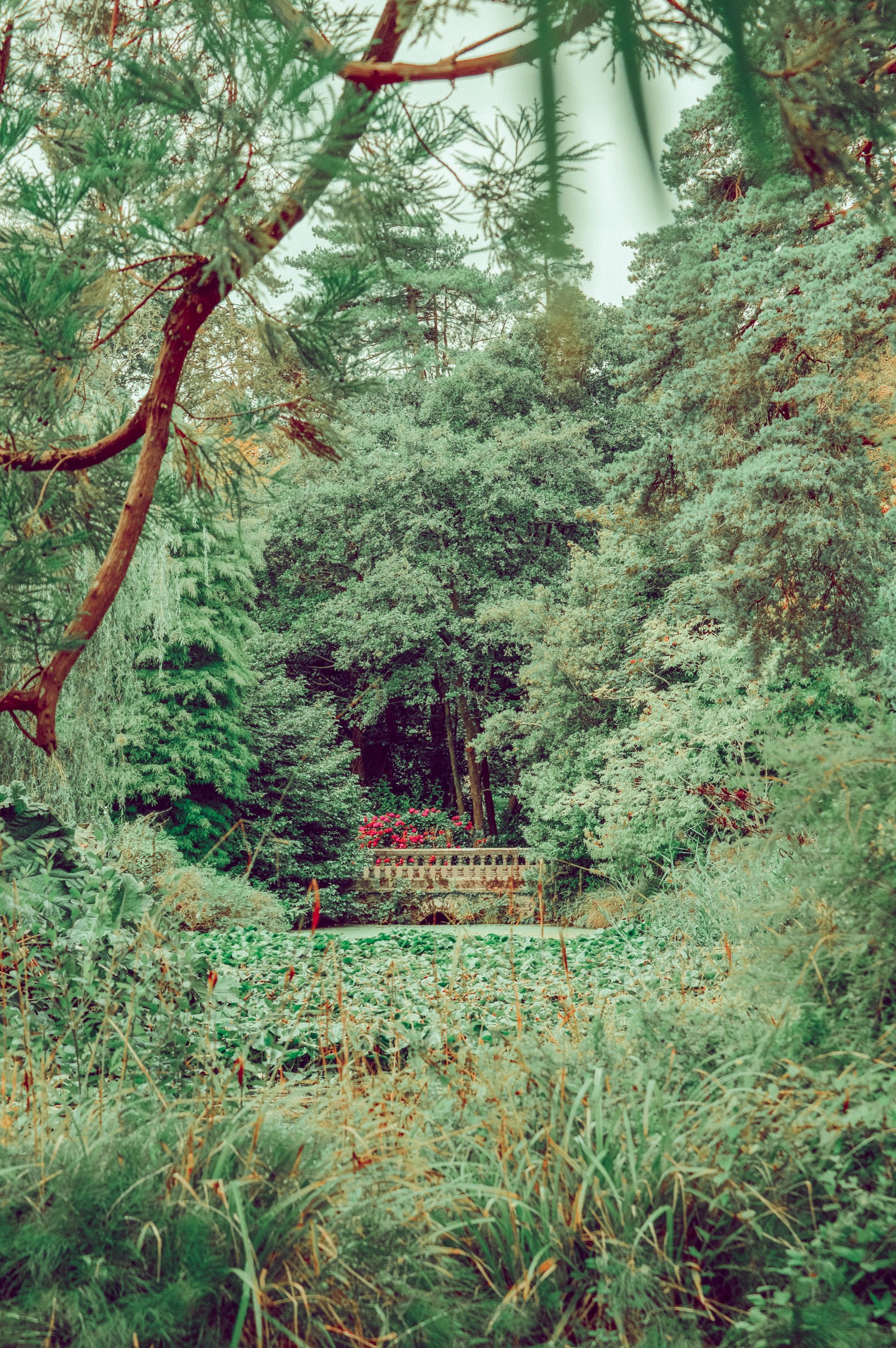 There is a bench in the middle of a forest with lots of trees (forest, vegetation, tree, nature, natural environment)