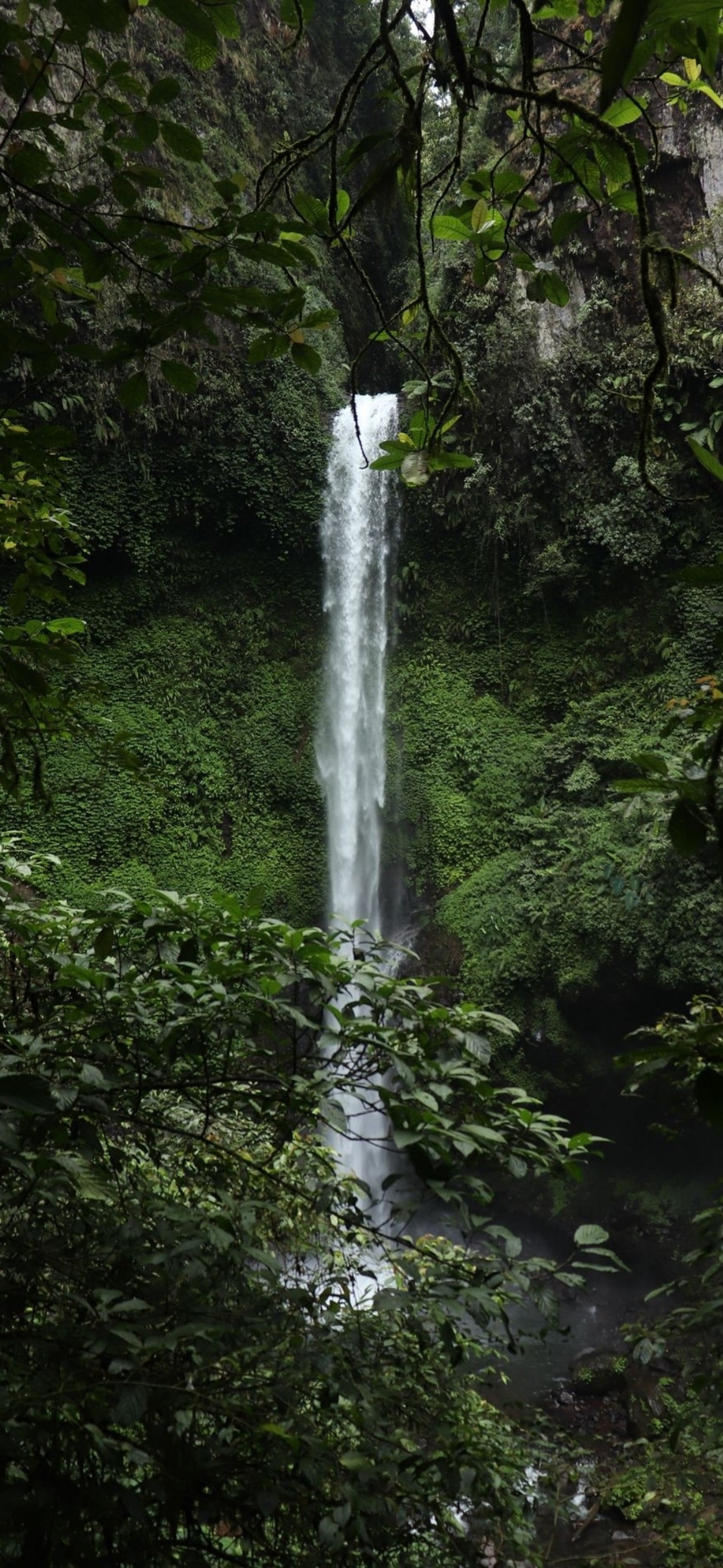 Il y a une cascade au milieu d'une forêt verdoyante (la cascade, forêt tropicale, eau, écorégion, plante)