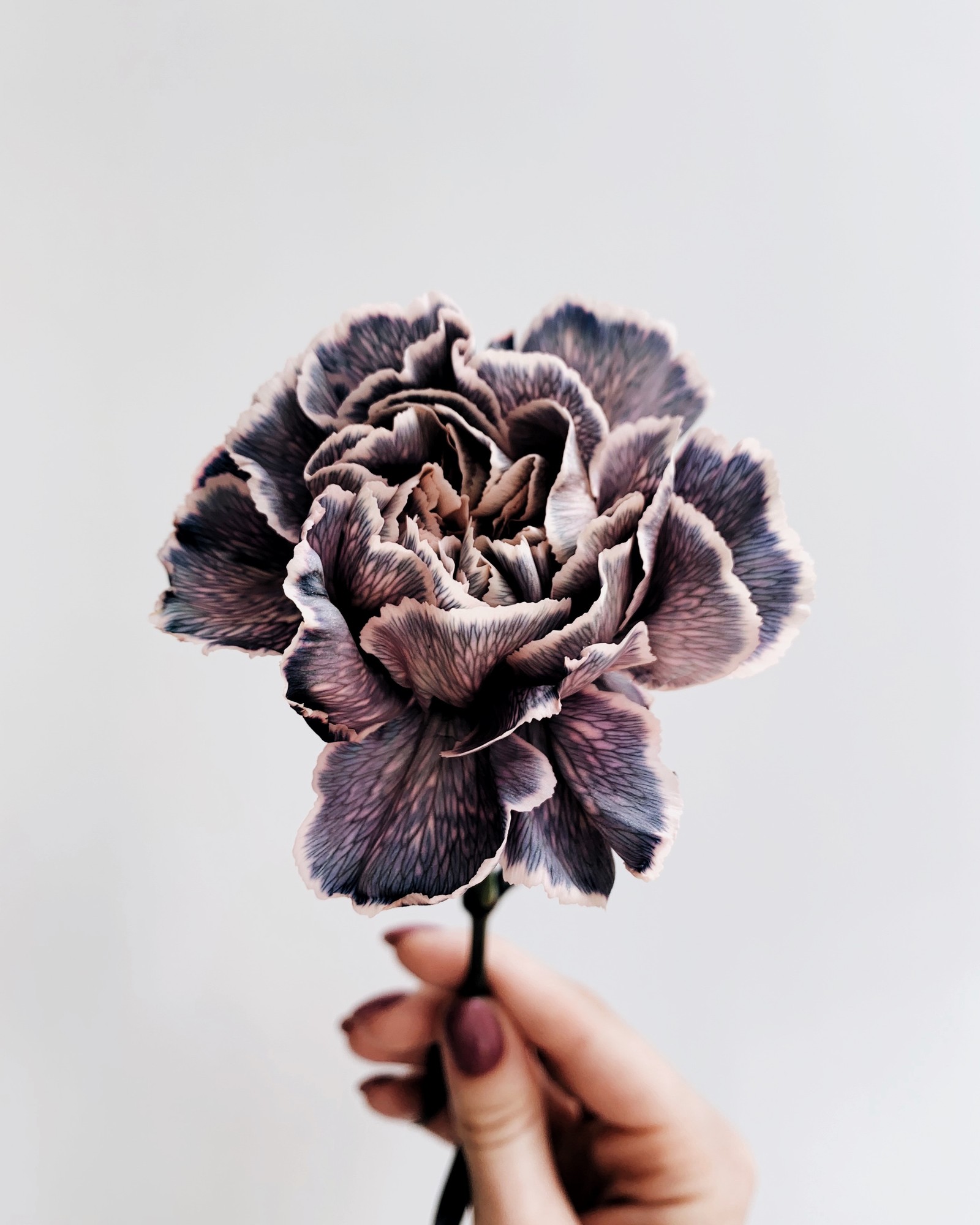 Someone holding a flower in their hand against a white background (urdu, helmet, purple, writer, headgear)